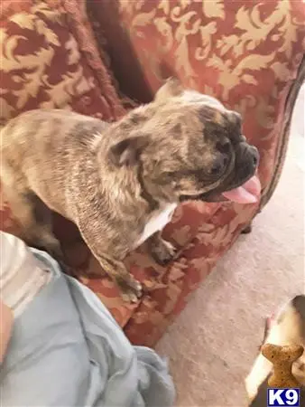 French Bulldog female dog